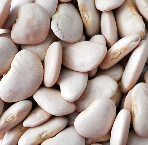 Large Lima Beans